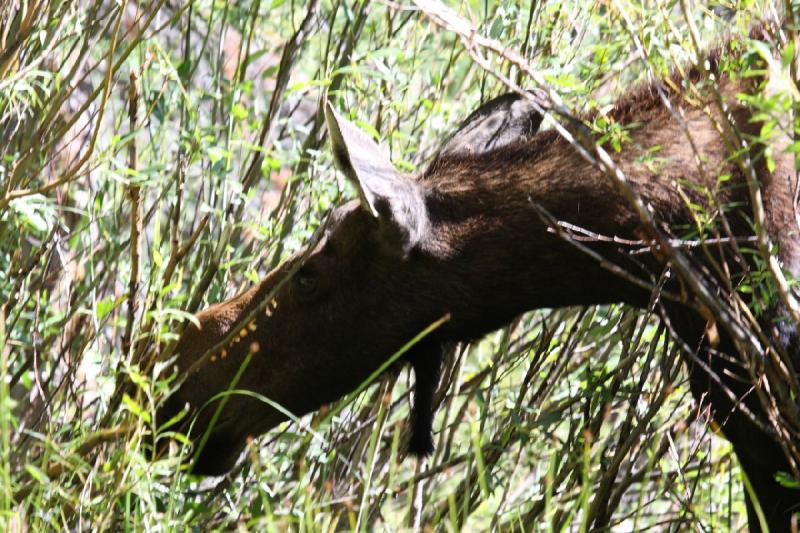 2010-08-21 11:02:39 ** Moose, Uinta Mountains ** 