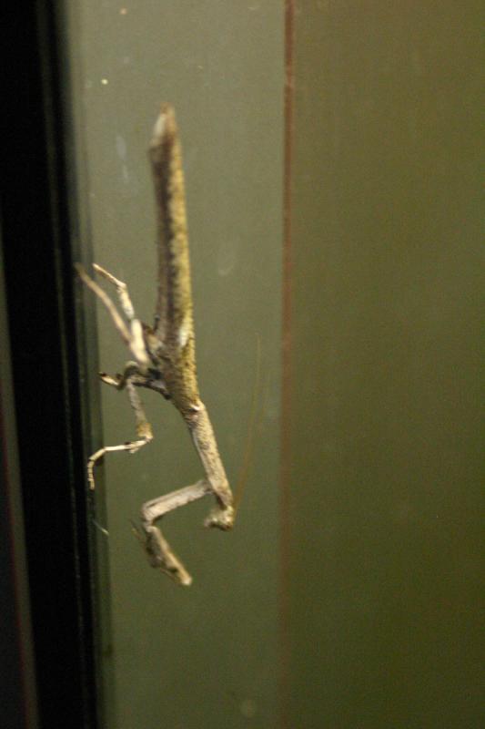 2005-08-25 15:26:18 ** Berlin, Germany, Zoo ** Praying mantis.