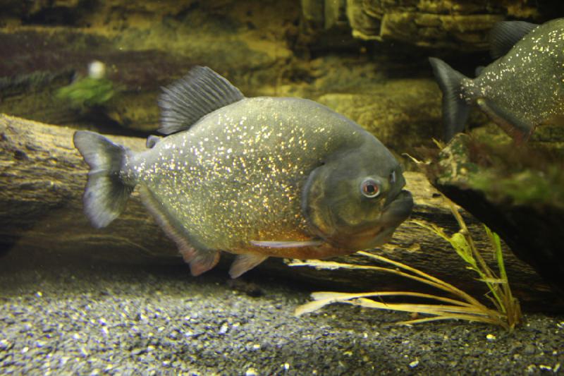 2012-05-19 09:02:18 ** Aquarium, Utah, Zoo ** 