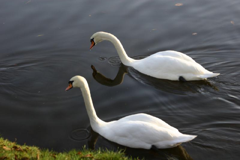 2006-11-28 10:28:12 ** Deutschland, Potsdam ** Schwäne im Teich bei den Römischen Bädern.