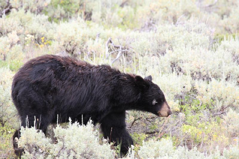 2009-08-05 14:08:43 ** Schwarzbär, Yellowstone Nationalpark ** 