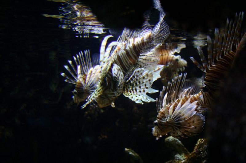 2007-10-13 12:56:06 ** Aquarium, California, Zoo ** Lionfish.