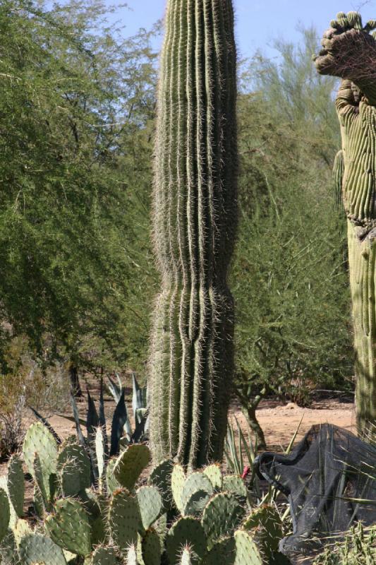 2007-10-27 13:20:14 ** Botanischer Garten, Kaktus, Phoenix ** Opuntie und dahinter wohl ein Saguaro.