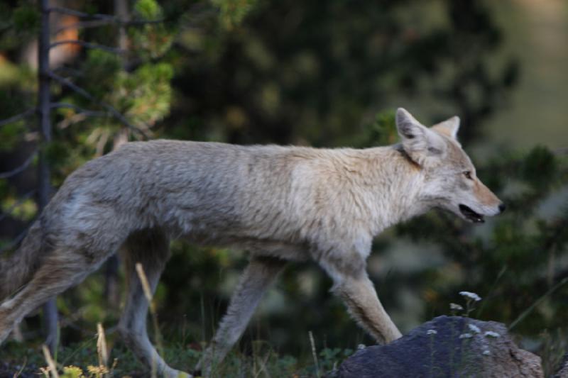 2008-08-15 17:44:21 ** Yellowstone National Park ** 