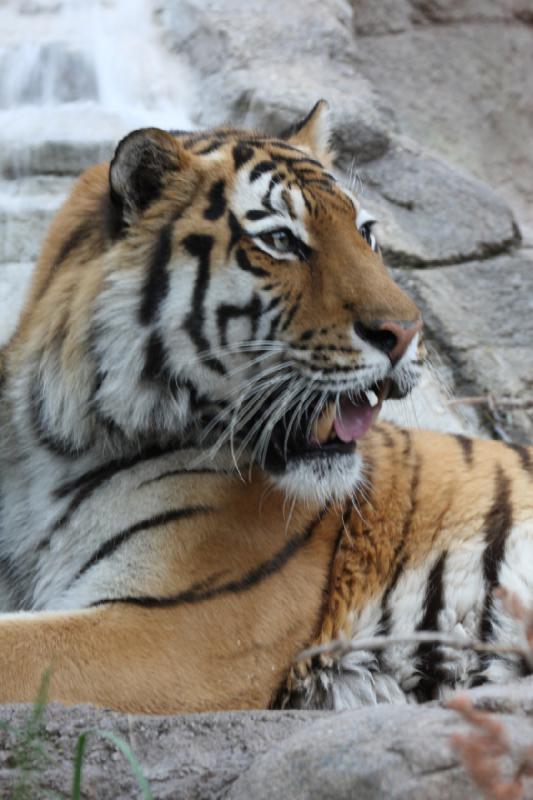 2012-05-17 19:17:55 ** Tiger, Utah, Zoo ** 