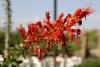 Blüte der Ocotillo.