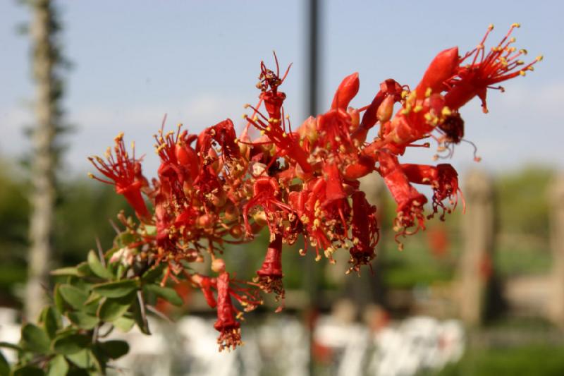 2007-04-15 16:42:48 ** Kaktus, Phoenix ** Blüte der Ocotillo.