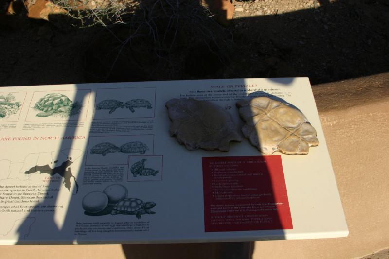 2006-06-17 18:20:26 ** Botanischer Garten, Tucson ** Beschreibung der Wüstenschildkröte und Unterscheidung von Männchen und Weibchen.