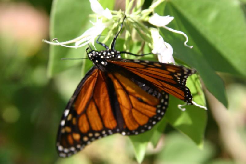 2007-10-27 13:36:02 ** Botanischer Garten, Phoenix ** Monarchfalter.