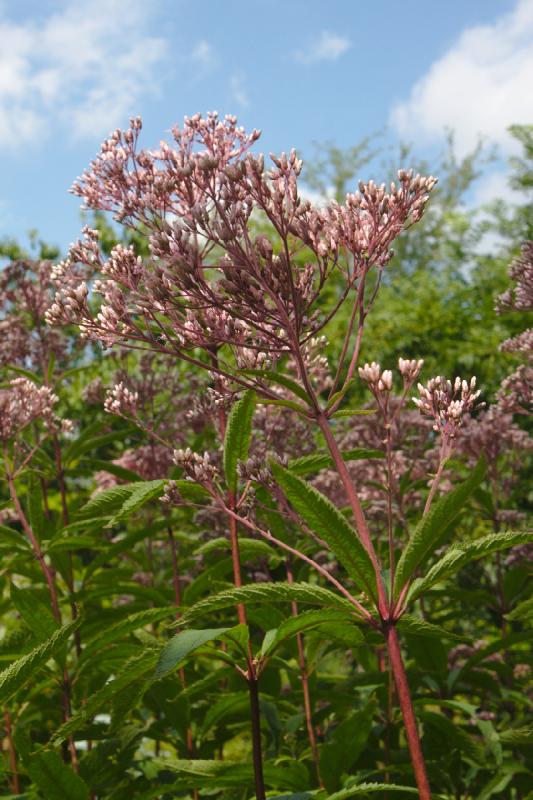 2019-07-31 12:06:24 ** Botanical Garden, Germany, Oldenburg ** 