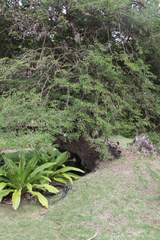 2011-11-27 11:08:32 ** Botanischer Garten, Hawaiʻi, Kauaʻi ** 