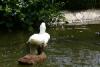 Two ducks enjoy the water around the monkey island.