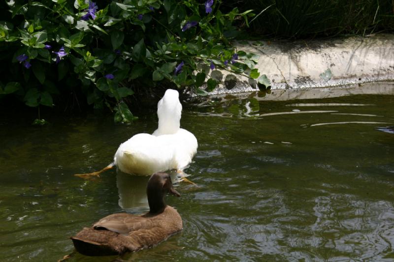 2005-05-07 13:56:03 ** Oregon, Roseburg, Zoo ** Two ducks enjoy the water around the monkey island.