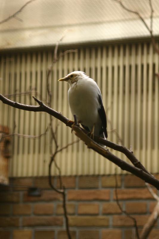 2005-08-24 13:16:46 ** Berlin, Deutschland, Zoo ** Vogel im Zoo.