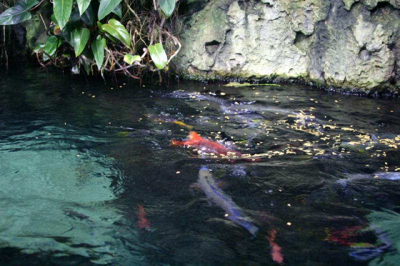 2006-11-29 14:28:14 ** Aquarium, Berlin, Deutschland, Zoo ** Fütterungszeit.