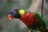 Rainbow Lorikeet.