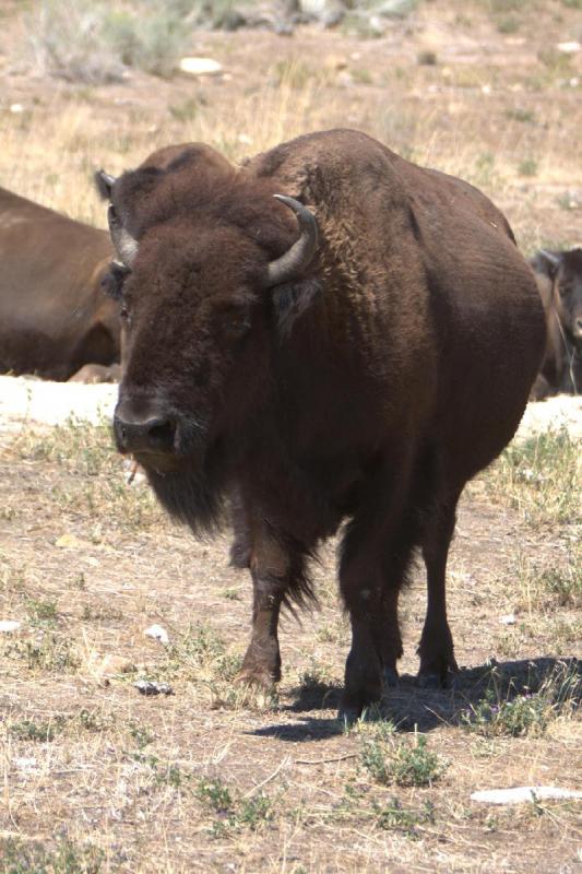 2014-08-15 11:49:44 ** Antelope Island, Bison, Utah ** 