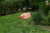 Flamingo inside the Wildlife Safari in Winston, about 6 miles south of Roseburg, Oregon.