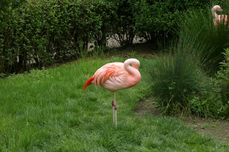 2005-05-07 13:35:43 ** Oregon, Roseburg, Zoo ** Flamingo inside the Wildlife Safari in Winston, about 6 miles south of Roseburg, Oregon.