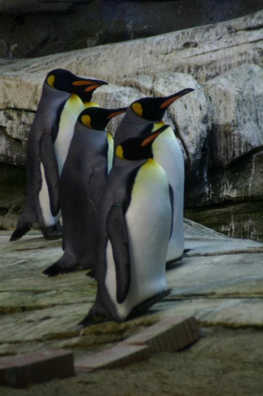 2005-08-24 15:32:44 ** Berlin, Deutschland, Zoo ** Kaiserpinguin.