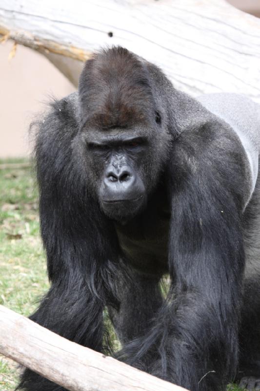 2012-03-25 14:54:30 ** Utah, Zoo ** 