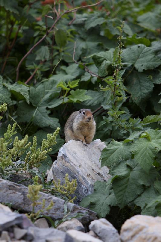 2008-08-18 10:34:13 ** Glacier Nationalpark ** 