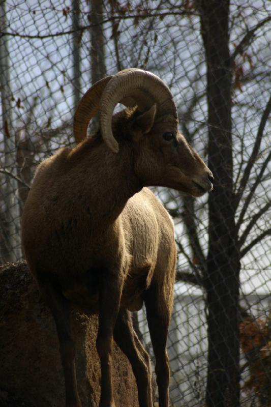 2007-03-11 14:44:24 ** Utah, Zoo ** Dickhornschaf.