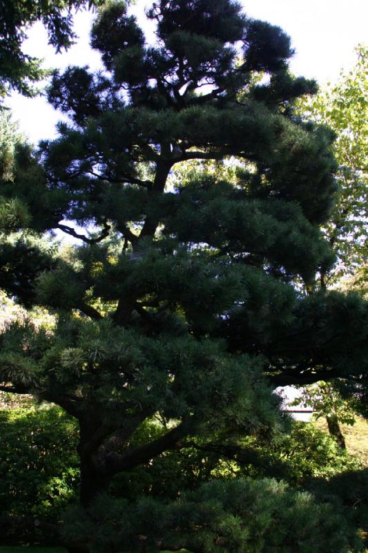 2007-09-02 14:43:32 ** Portland ** Tree inside the Japanese Garden.