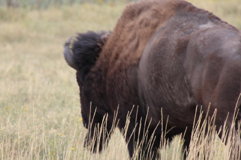 2013-08-24 15:04:55 ** Antelope Island, Bison, Utah ** 