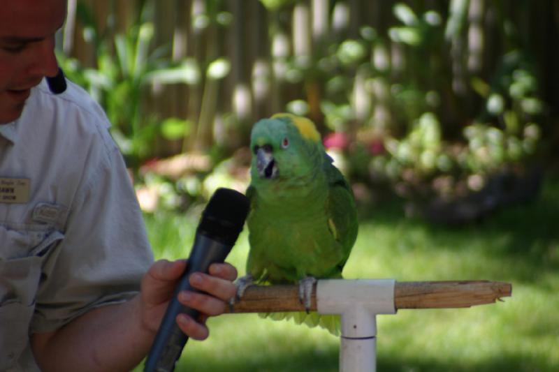 2007-06-18 11:10:04 ** Utah, Zoo ** Der Papagei singt uns ein paar Lieder.