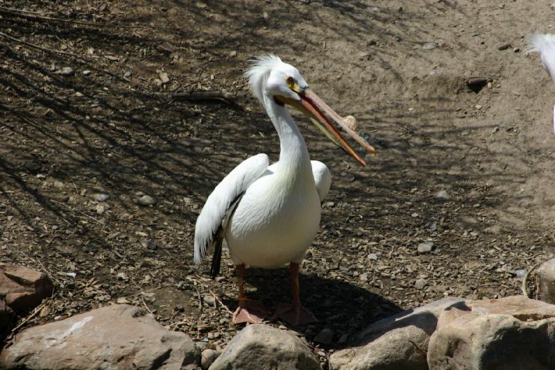 2008-05-04 11:53:52 ** Utah, Zoo ** 