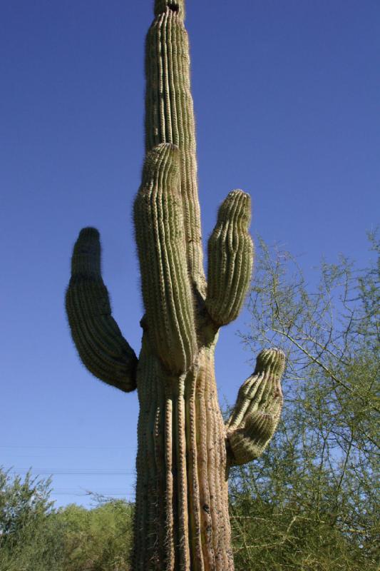 2007-10-27 13:54:04 ** Botanischer Garten, Kaktus, Phoenix ** Saguaro-Kaktus.