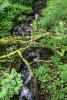 A little stream in the forest.