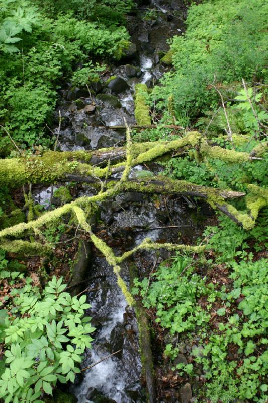 2005-05-06 17:23:52 ** Multnomah Falls ** A little stream in the forest.