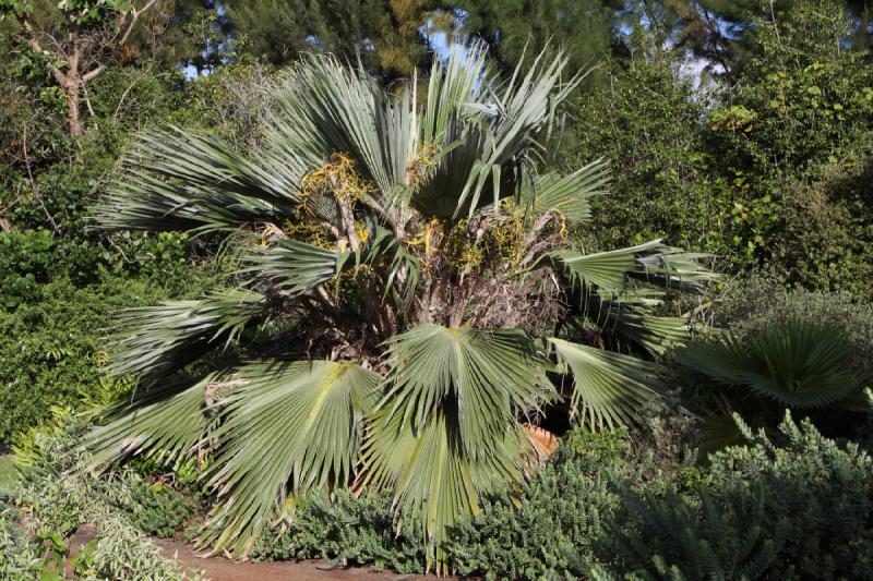 2011-11-27 08:59:07 ** Botanischer Garten, Hawaiʻi, Kauaʻi ** 