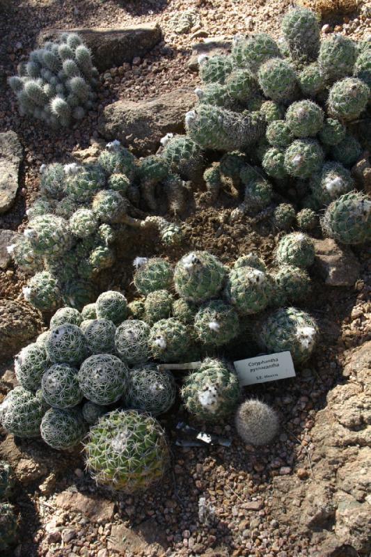 2007-10-27 13:15:28 ** Botanischer Garten, Kaktus, Phoenix ** Coryphantha pycnacantha.