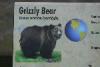 Description of the Grizzly bears.