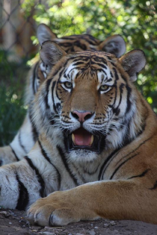 2011-07-16 08:35:39 ** Tiger, Utah, Zoo ** 