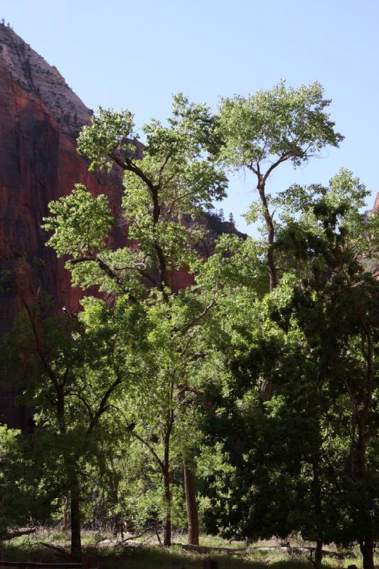 2011-05-29 09:21:25 ** Utah, Zion Nationalpark ** 