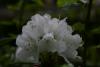 Rhododendron-Blüte.