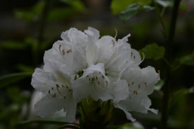 2005-05-06 17:40:20 ** Multnomah Falls ** Rhododendron blossom.