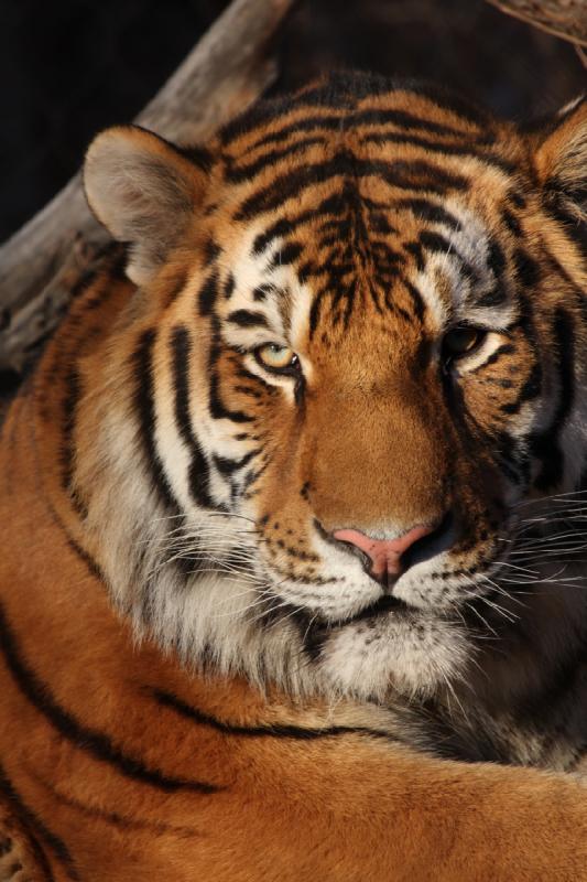 2011-01-23 16:35:08 ** Tiger, Utah, Zoo ** 