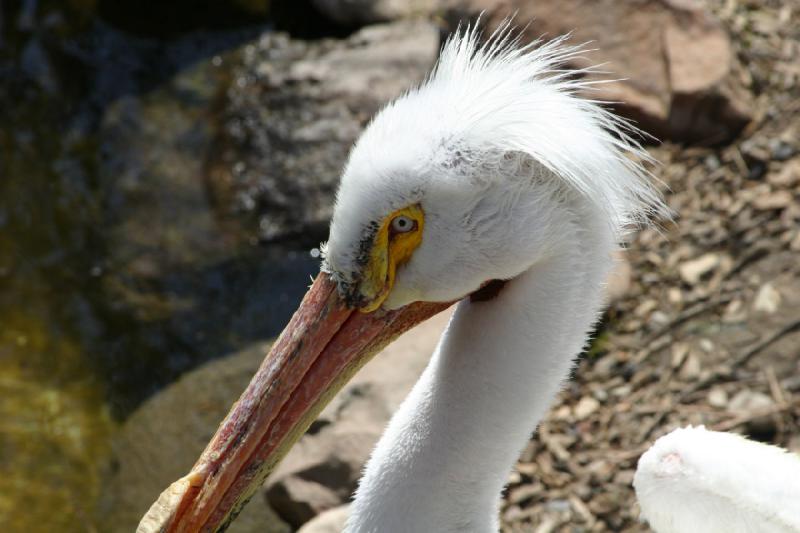 2008-05-04 11:56:54 ** Utah, Zoo ** 