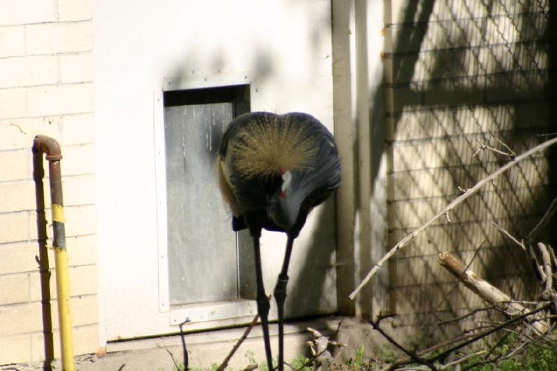 2005-05-21 17:14:08 ** Tracy Vogelpark ** Südafrika-Kronenkranich.