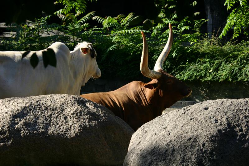 2005-08-24 16:35:37 ** Berlin, Germany, Zoo ** Cattle.