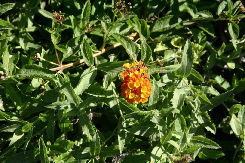 2007-10-27 14:20:36 ** Botanischer Garten, Phoenix ** Orange Blüte.