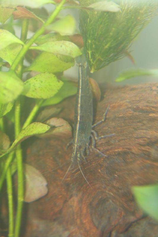 2011-09-11 19:35:50 ** Caridina multidentata ** Louis.