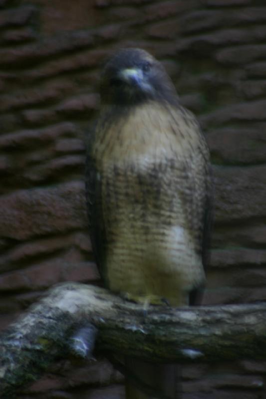 2005-05-21 17:28:39 ** Tracy Vogelpark ** Verwackelter Falke.