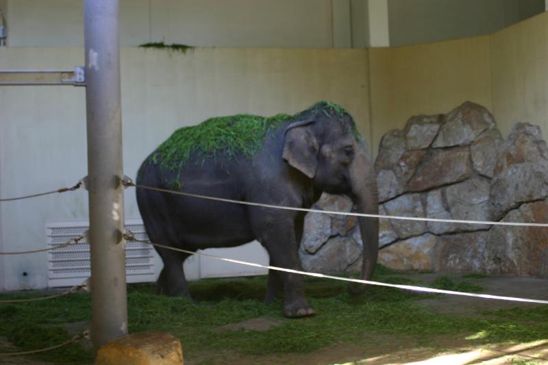 2005-08-24 17:53:10 ** Berlin, Deutschland, Zoo ** Elefant.