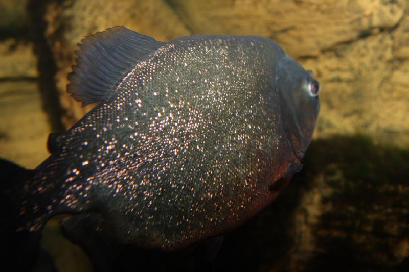 2011-01-22 11:00:05 ** Aquarium, Utah, Zoo ** 